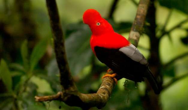 瑪努國家公園 Manú National Park 