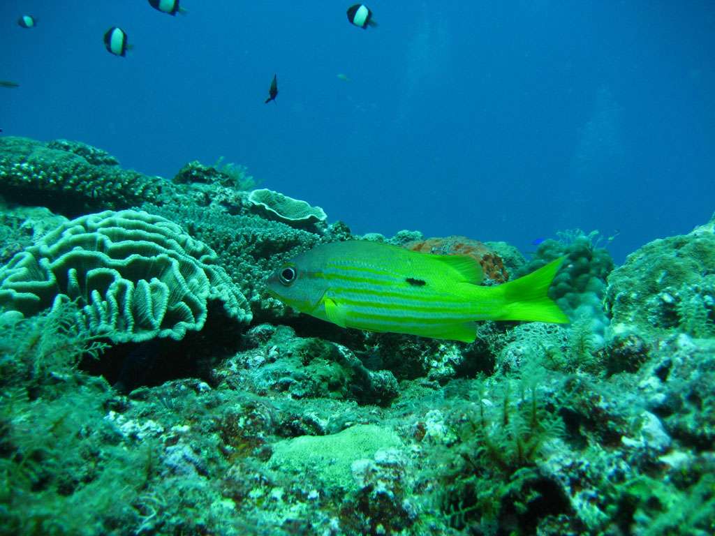 甯格羅暗礁群 Ningaloo Reef 