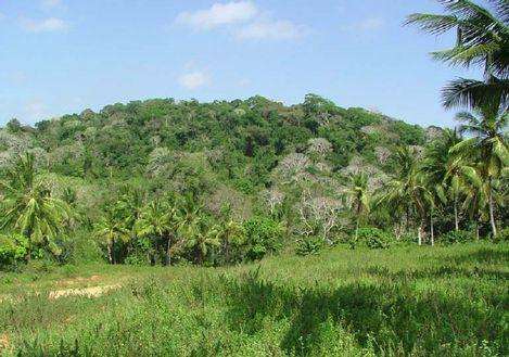 米吉肯達聖林 Sacred Mijikenda Kaya Forests 