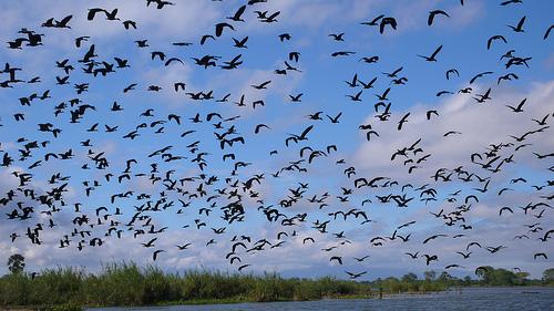 馬拉威湖國家公園 Lake Malawi National Park 