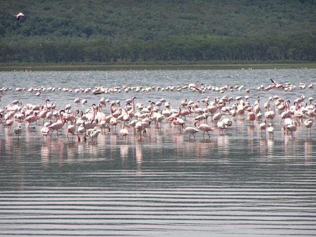 科莫埃國家公園 Comoe National Park 