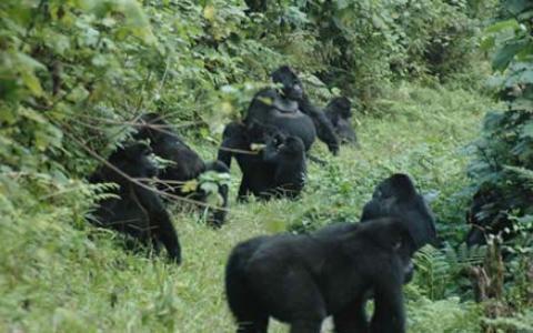 布溫蒂國家公園 Bwindi Impenetrable National Park 