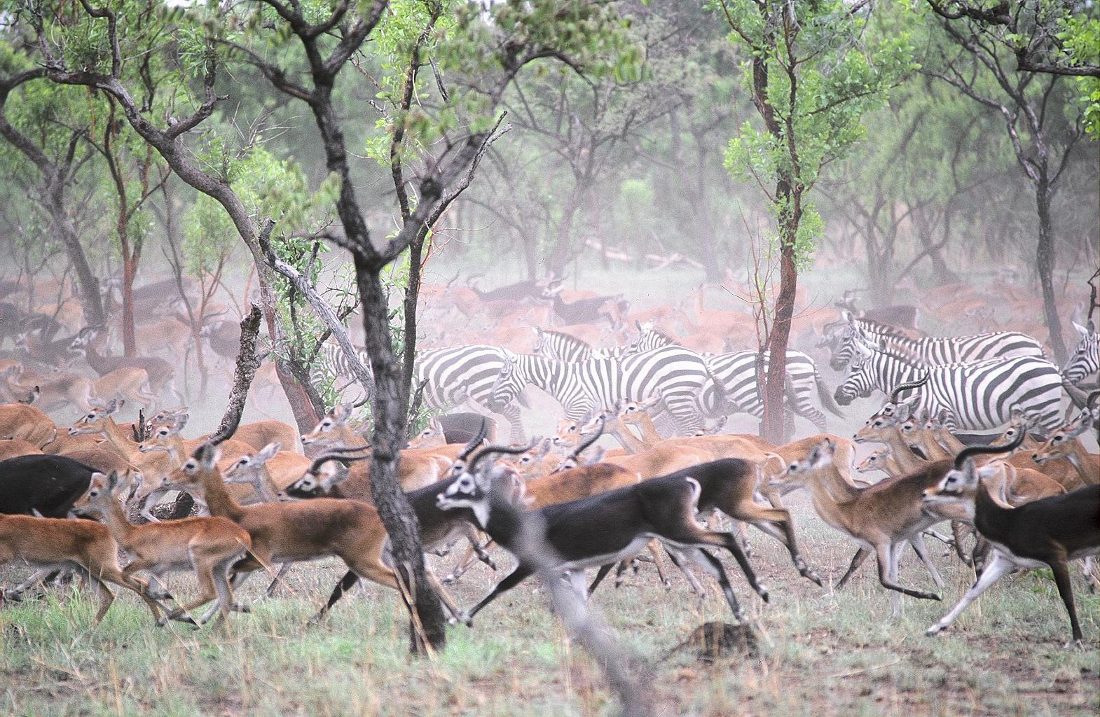 博馬國家公園 Boma National Park 