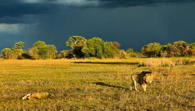 卡富埃國家公園 Kafue National Park 