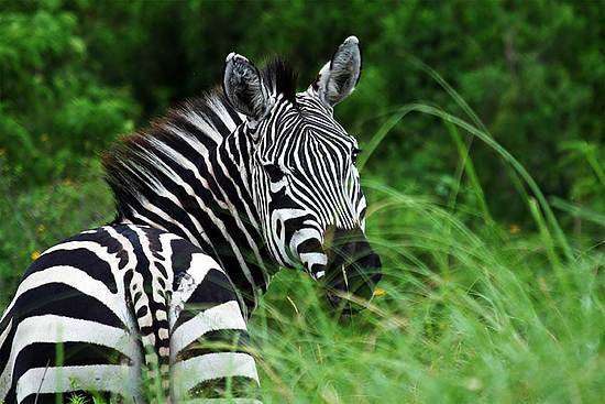 阿魯沙國家公園 Arusha National Park 