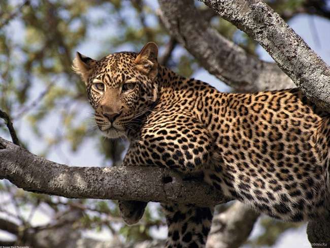 曼雅拉湖國家公園 Lake Manyara National Park 