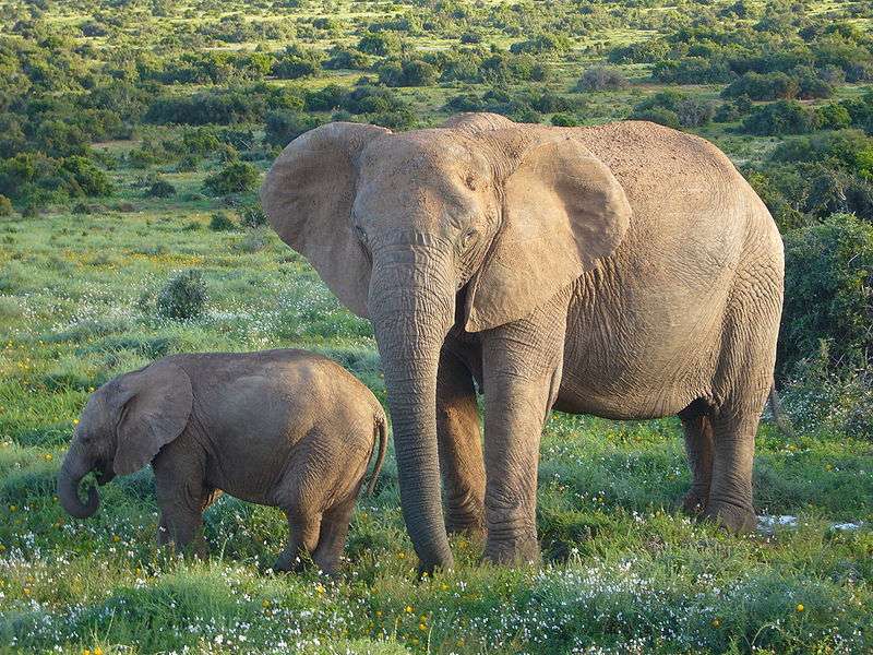 阿多國家公園 Addo Elephant National Park 