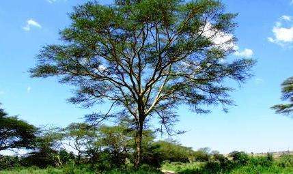 休魯山國家公園 Chyulu Hills National Park 