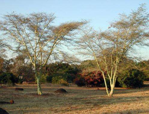 普利托里亞國家植物園 Pretoria National Botanical Garden 