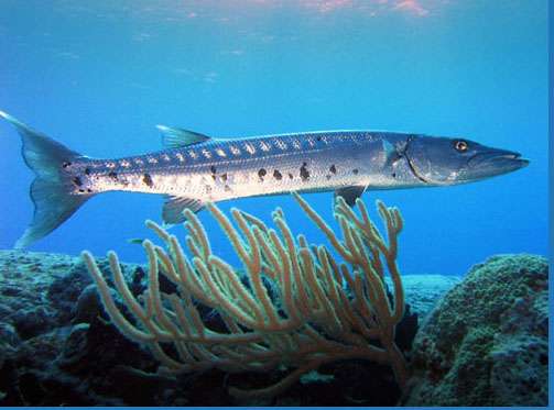 貝里斯生物礁 Belize Barrier Reef Reserve System 