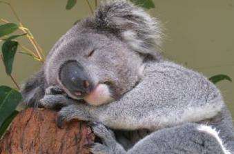 費瑟黛爾野生動物園 Featherdale Wildlife Park 