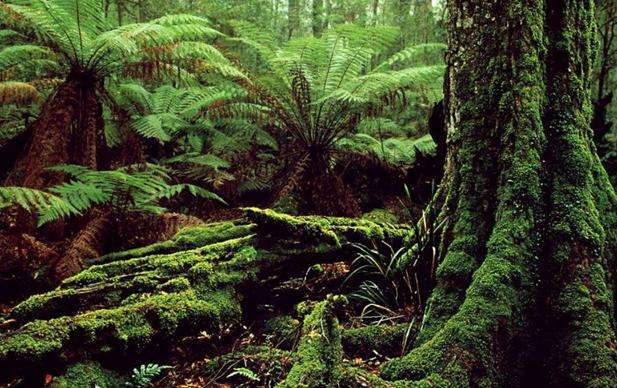 巴林頓高原國家公園 Barrington Tops National Park 