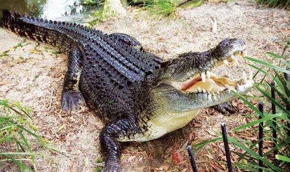 哈特利鱷魚冒險園 Hartleys Crocodile Adventures 