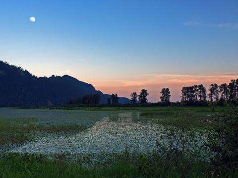 皮特湖 Pitt Lake 