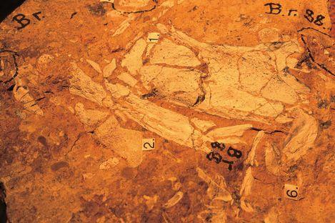 澳大利亞哺乳動物化石地裡弗斯利納拉庫特 Australian Fossil Mammal Sites Riversleigh  Naracoorte 