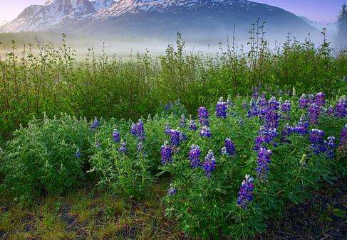 楚加奇國家森林 Chugach National Forest 