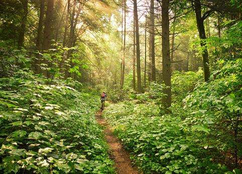 皮斯加國家森林 Pisgah National Forest 