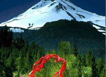 沙斯塔三一國家森林 Shasta-Trinity National Forest 