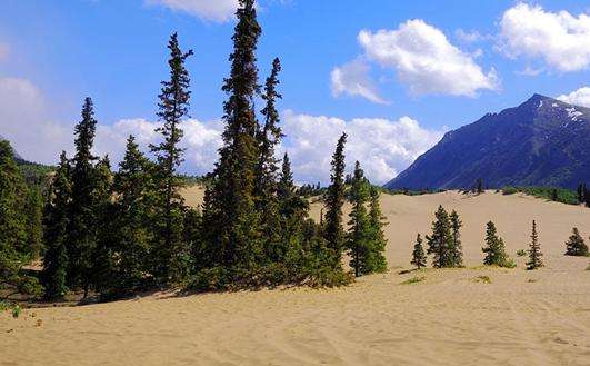 卡克羅斯沙漠 Carcross Desert 