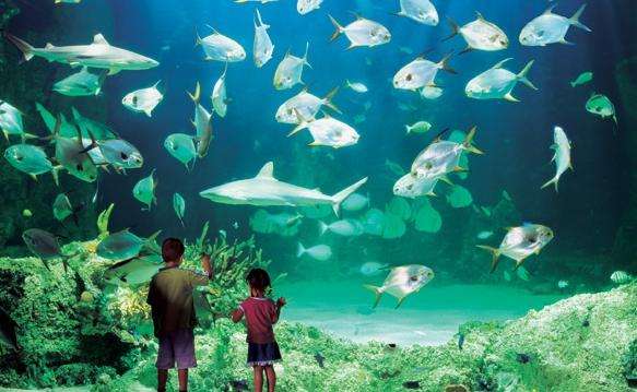 悉尼水族館 Sydney Aquarium 