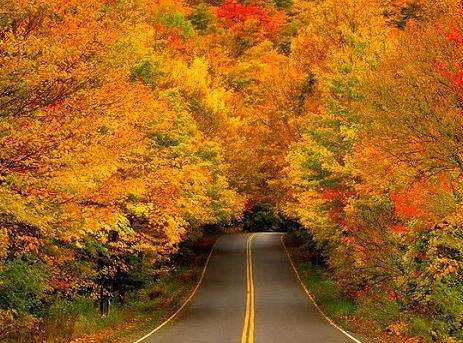 秋葉隧道 Autumn Tree Tunnel 