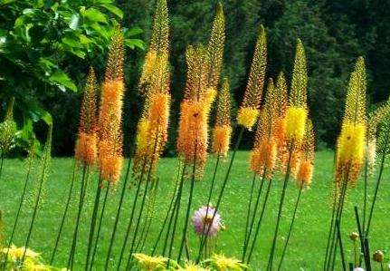 長木花園 Longwood Gardens 