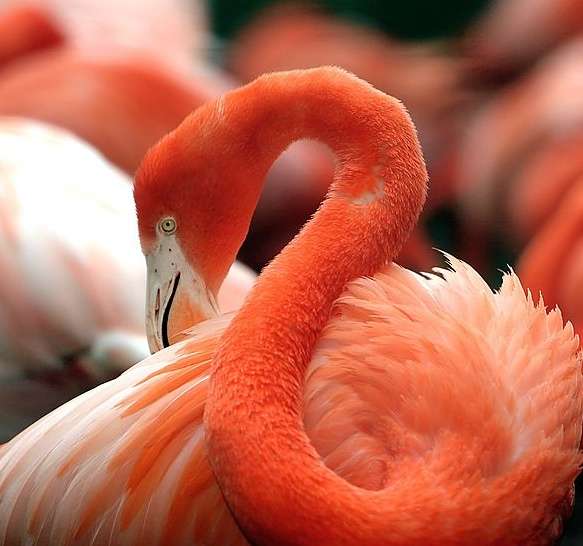 史密森尼國家動物園 Smithsonian National Zoological Park 