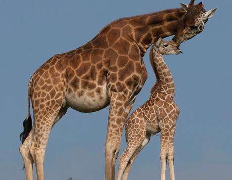 聖地牙哥野生動物園 San Diego Zoo Safari Park 