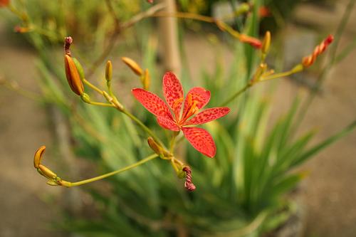 帕多瓦植物園 Botanical Garden Orto Botanico Padua 