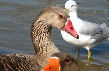 鵝湖公園 Goose Lake 