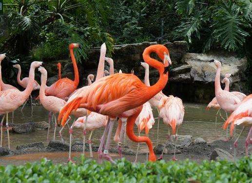 洛杉磯動物園和植物園 Los Angeles Zoo 