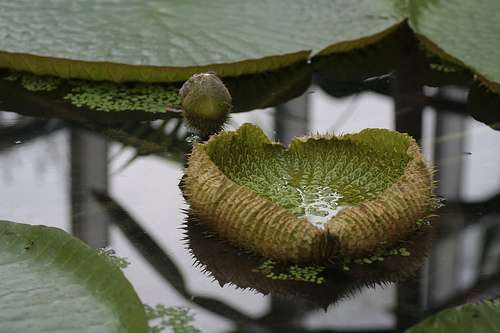 法蘭克福棕櫚園 Palmengarten Frankfurt 