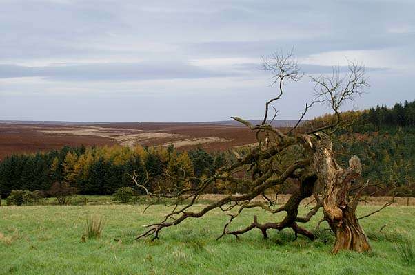 北約克濕地國家公園 North York Moors National Park 