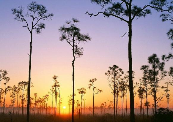 大沼澤地國家公園 Everglades National Park 