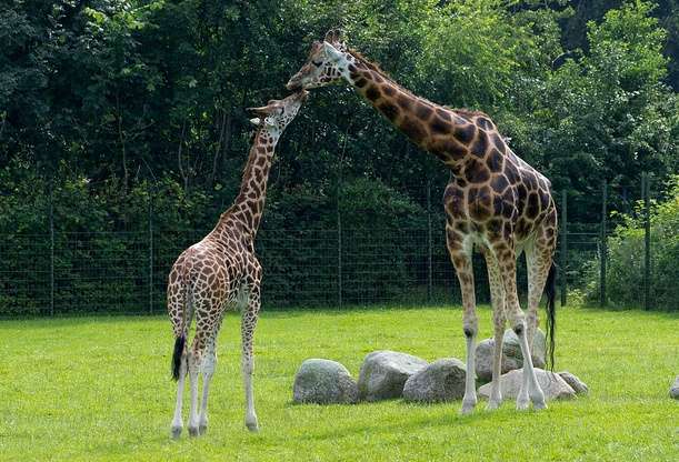 奧爾堡動物園 Aalborg Zoo 