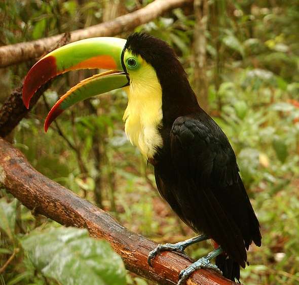 貝里斯動物園 Belize Zoo 