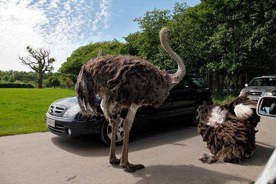 昆特堡野生動物園 Knuthenborg Safaripark 