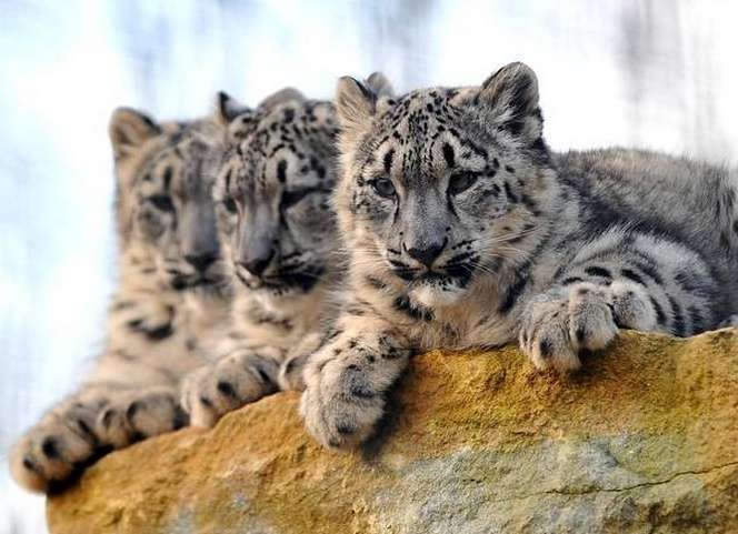 班漢姆動物園 Banham Zoo 