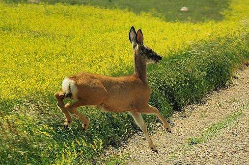 大草原國家公園 Grasslands National Park 