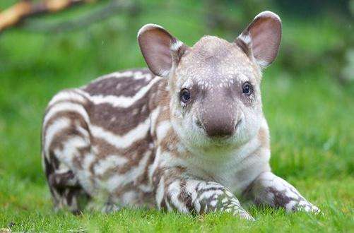 都柏林動物園 Dublin Zoo 