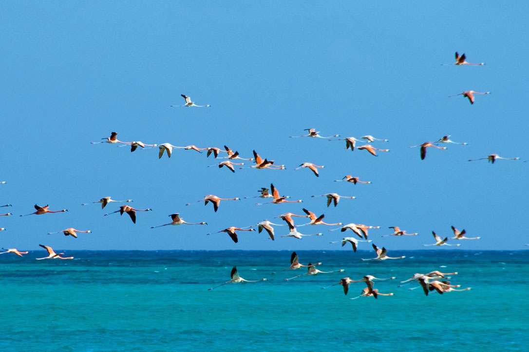 伊納國家公園 Inagua National Park 