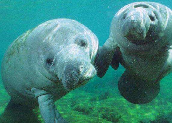 海牛溫泉州立公園 Manatee Springs State Park 