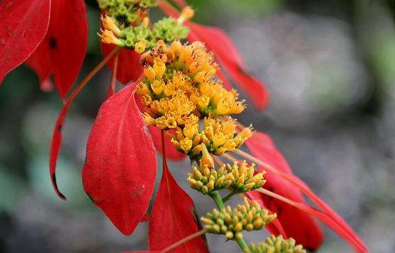 瓦希阿瓦植物園 Wahiawa Botanical Garden 