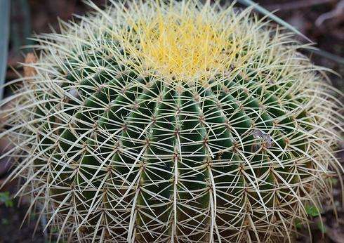 亞利桑那仙人掌植物園 Arizona Cactus Garden 