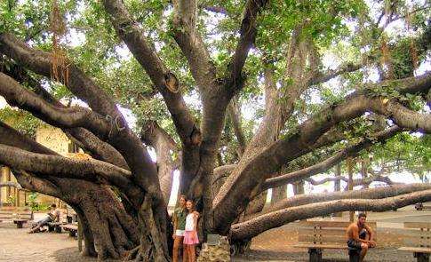 榕樹公園 Banyan Tree Park 