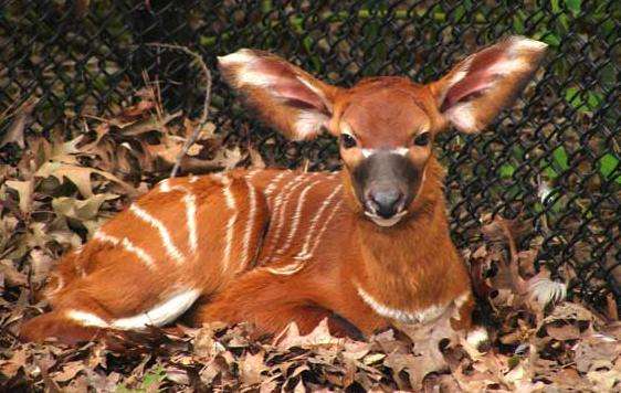 維吉尼亞動物園 Virginia Zoo 