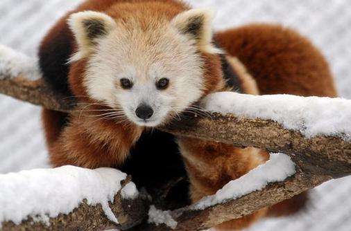 伊利動物園 Erie Zoo 