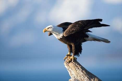 布拉肯代爾老鷹省立公園 Brackendale Eagles Provincial Park 