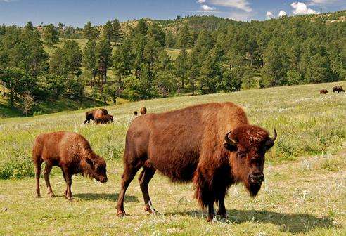 卡斯特州立公園 Custer State Park 