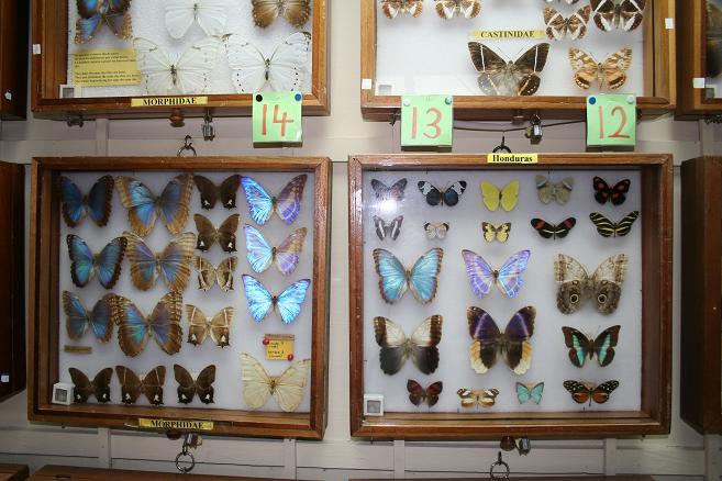 蝴蝶和昆蟲博物館 Butterfly and Insect Museum 